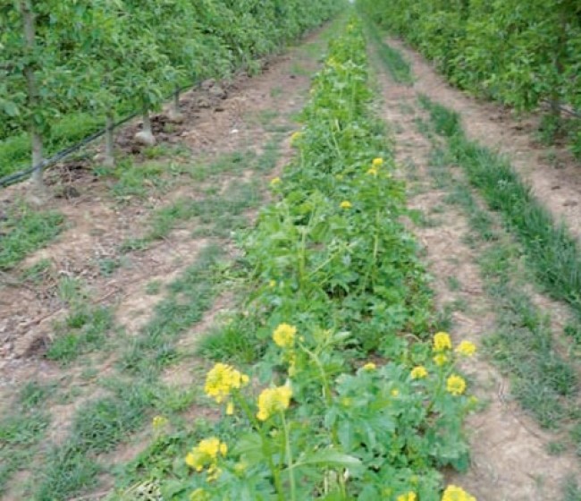 Cómo mejorar el control de malas hierbas en las plantaciones de árboles frutales