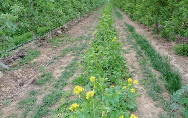 Cómo mejorar el control de malas hierbas en las plantaciones de árboles frutales