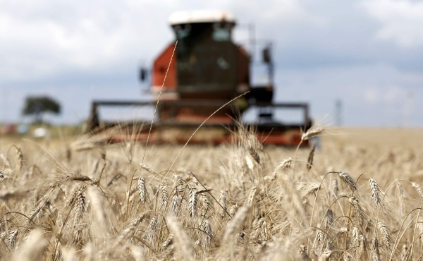 El CIC prevé que la producción mundial de cereales será la segunda mayor de la historia en 2022/23