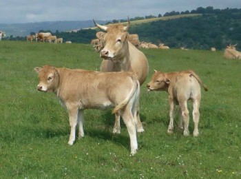 Tendencias genéticas en el plan de mejora de la raza bovina Pirenaica