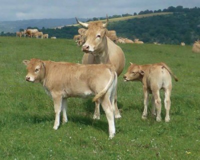Tendencias genéticas en el plan de mejora de la raza bovina Pirenaica