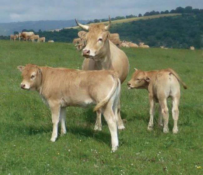 Tendencias genéticas en el plan de mejora de la raza bovina Pirenaica