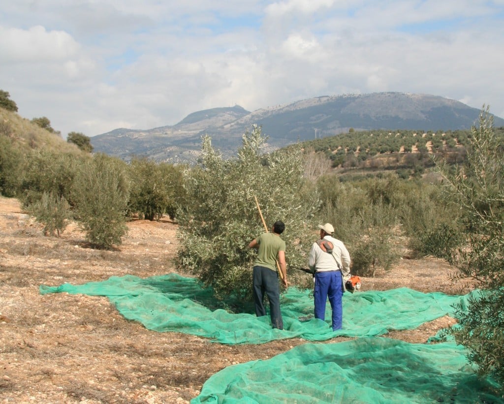 El Gobierno rebaja a 10 el número de peonadas necesarias para acceder a subsidio y renta agraria