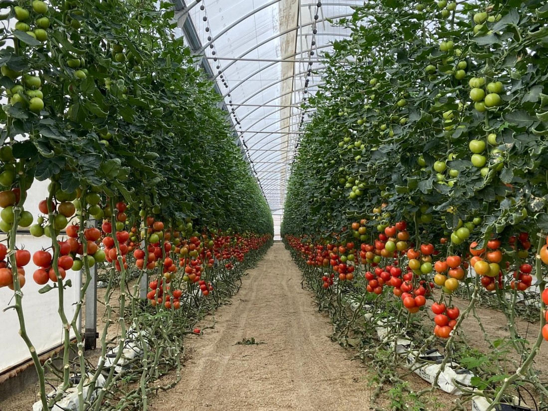 El precio medio de la tierra para uso agrario se mantuvo bastante estable y con ligera tendencia a la baja en 2021