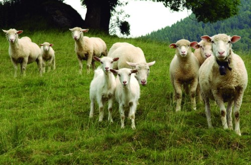 Labiana lanza un medicamento veterinario de larga duración para ovino y bovino