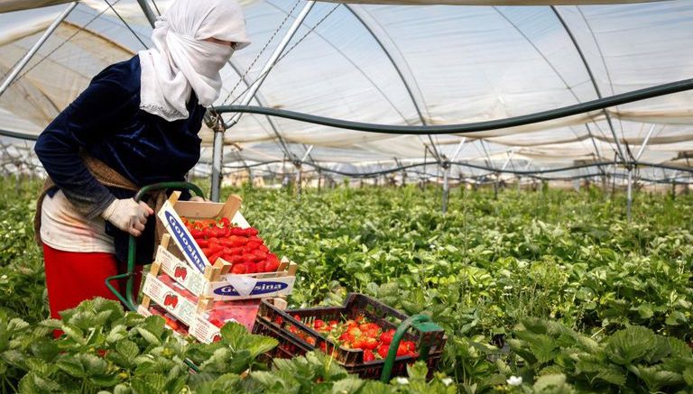 COAG denuncia una ayuda de 115 M€ de la UE a Marruecos para su agricultura ecológica