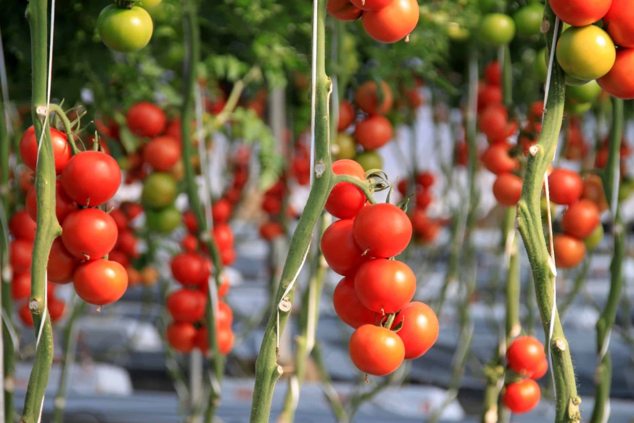 España prevé elevar su producción de tomate de invierno a costa de Holanda  