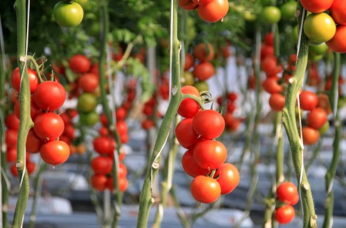 España prevé elevar su producción de tomate de invierno a costa de Holanda