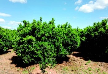 Manejo de la fertirrigación orgánica en cítricos