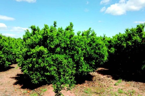 Manejo de la fertirrigación orgánica en cítricos