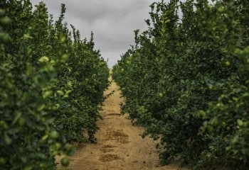 YaraVita Optimaris™, el nuevo bioestimulante de Yara que protege tus cultivos frente a condiciones meteorológicas adversas