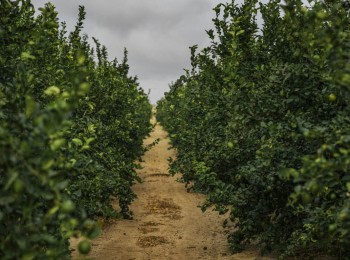 YaraVita Optimaris™, el nuevo bioestimulante de Yara que protege tus cultivos frente a condiciones meteorológicas adversas