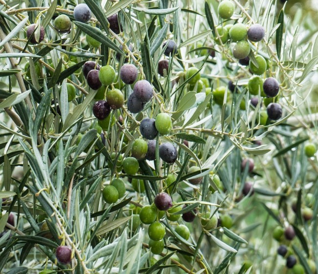 Las salidas de aceite de oliva al mercado alcanzan las 132.298 t en junio