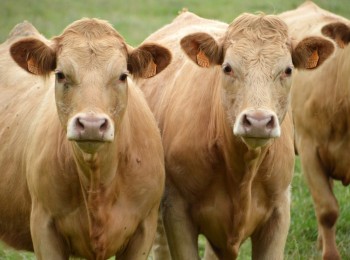 Avances en la detección temprana de biomarcadores de calidad de carne de vacuno