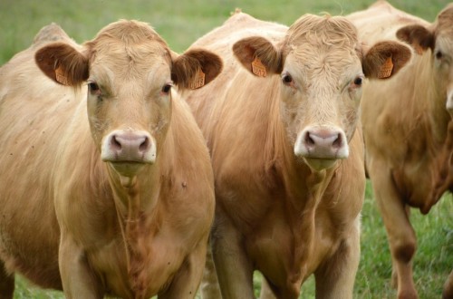 Avances en la detección temprana de biomarcadores de calidad de carne de vacuno