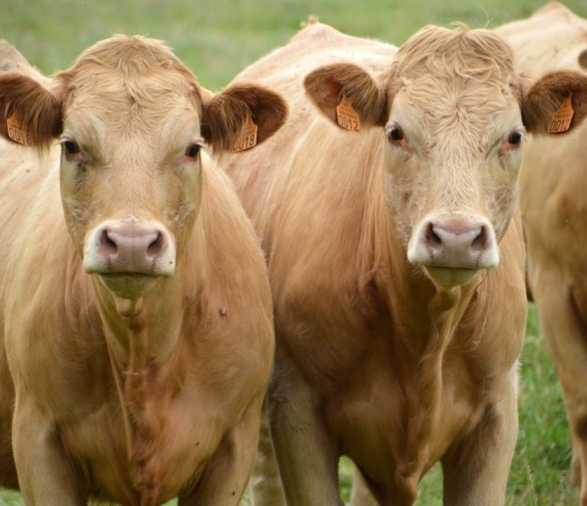 Avances en la detección temprana de biomarcadores de calidad de carne de vacuno