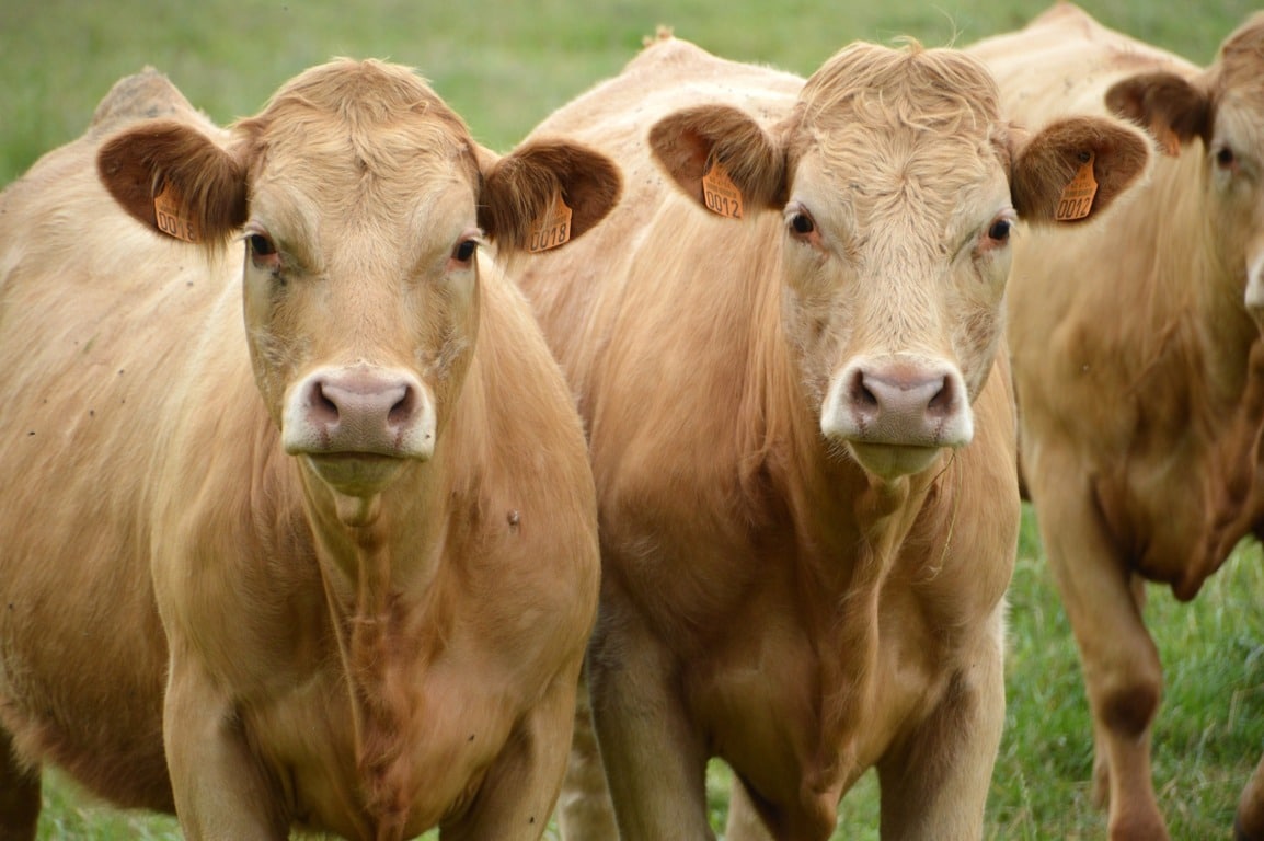 Avances en la detección temprana de biomarcadores de calidad de carne de vacuno