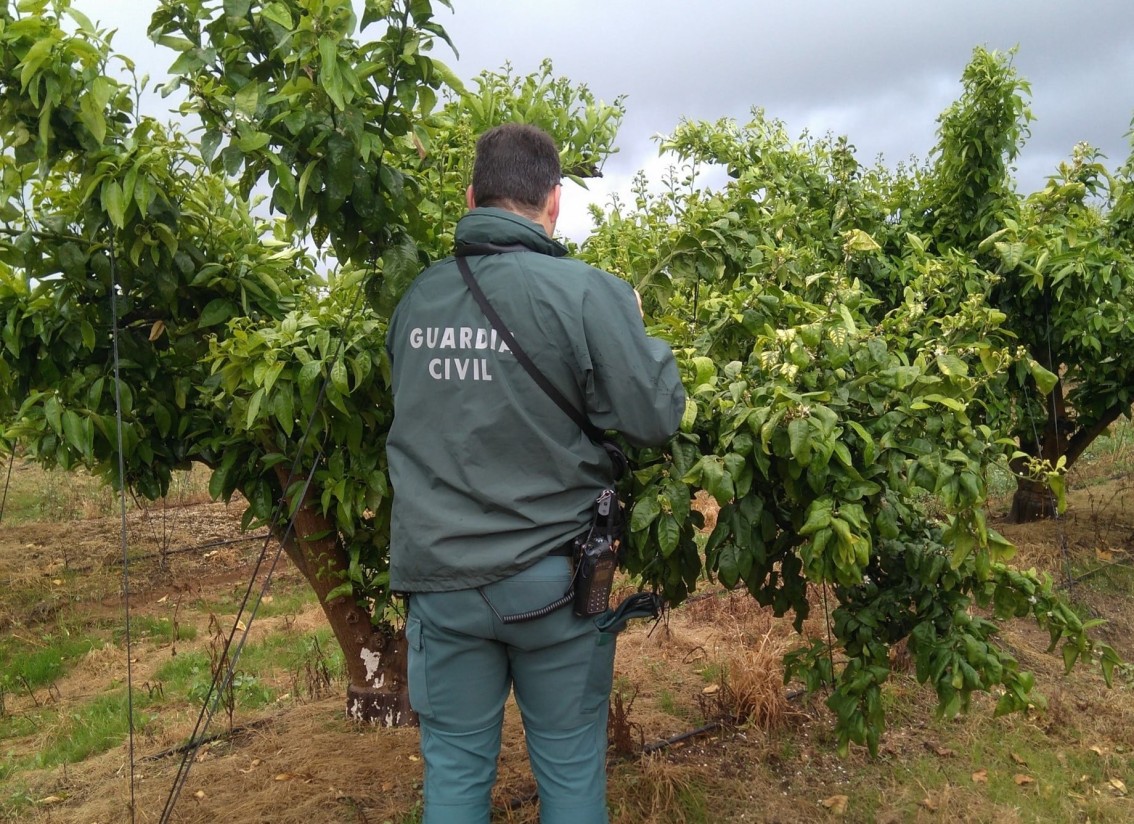 Orri lleva ya 148 acciones de control por explotación ilegal de esta variedad protegida de mandarino