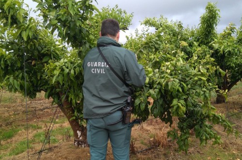 Orri lleva ya 148 acciones de control por explotación ilegal de esta variedad protegida de mandarino