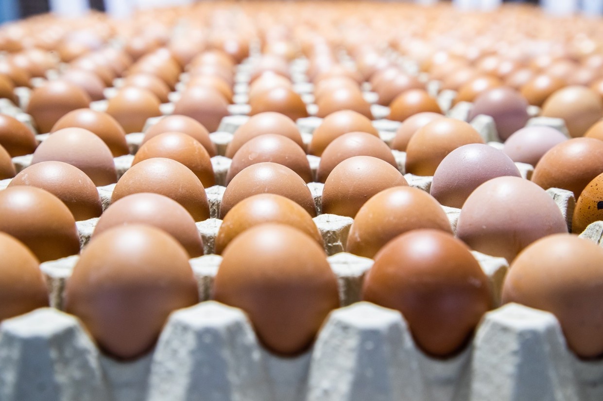 Cae la producción de huevos un 2,2%, pero aumenta su facturación un 6,2%, hasta 1.035 M€