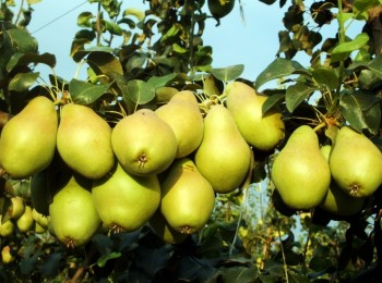 La cosecha de pera aumenta un 47% y la de manzana baja un 4% en Cataluña