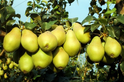 La cosecha de pera aumenta un 47% y la de manzana baja un 4% en Cataluña