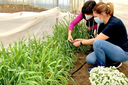 Koppert recomienda usar setos vegetales y plantas reservorio para el control biológico del pulgón