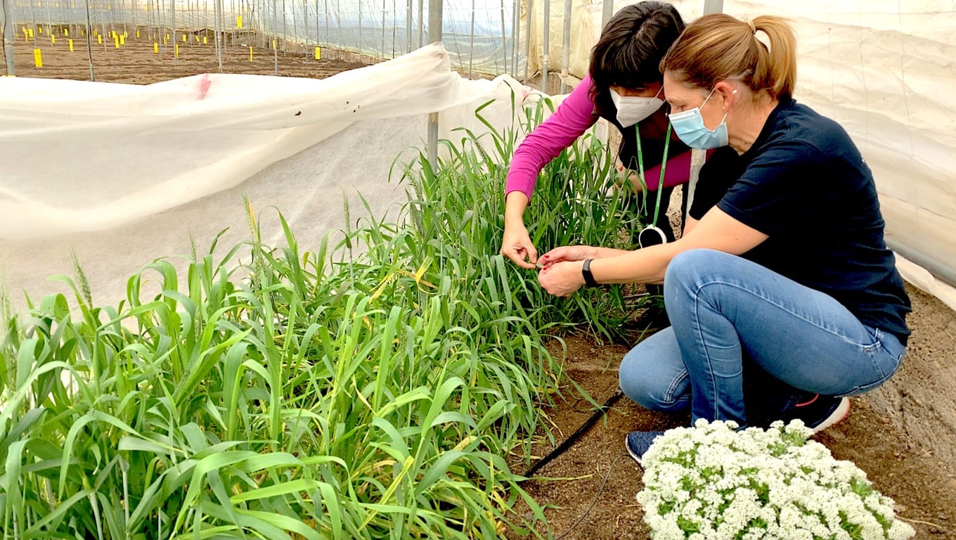 Koppert recomienda usar setos vegetales y plantas reservorio para el control biológico del pulgón