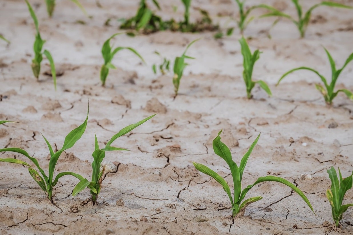 Las indemnizaciones del seguro agrario se acercan a los 700 M€ en los nueve primeros meses de 2022