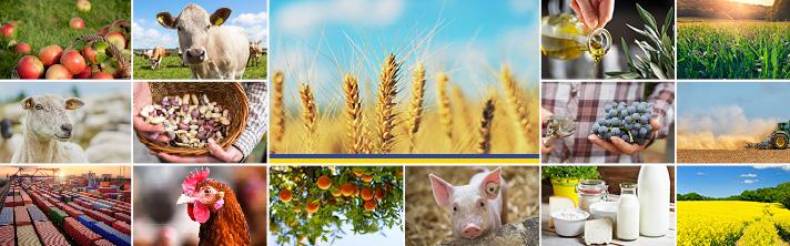 Perspectivas CE de otoño: “los mercados agrarios de la UE resisten las incertidumbres y siguen enfrentándose a numerosos desafíos”