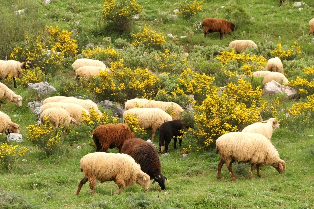 ASAJA CyL pide a la Consejería autonómica no excluir a los pastos comunales de la ayuda agroambiental del PEPAC 2023-27