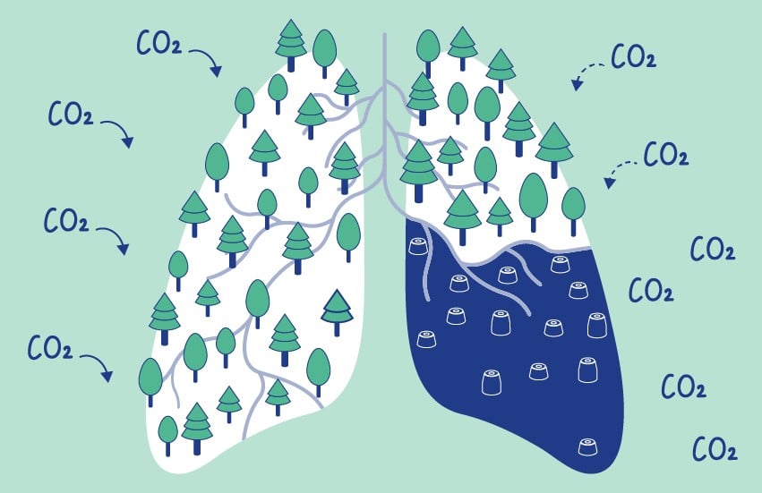 Acuerdo político para absorber 310 Mt eq de CO2 a través de los sumideros naturales en la Unión Europea