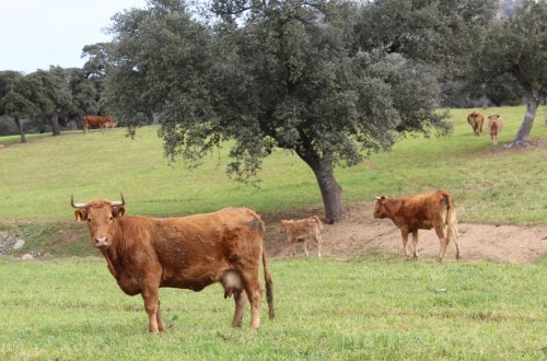 Aparecen por vez primera en España dos focos de Enfermedad Hemorrágica Epizoótica en bovinos de Sevilla y Cádiz