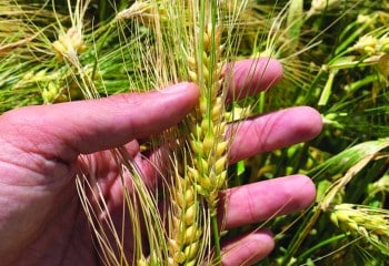 La genética híbrida de Cecosa Semillas, un seguro de cosecha
