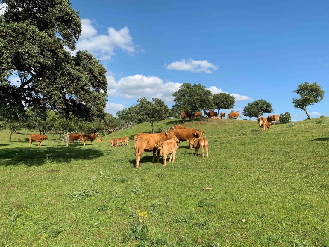 El sector agrario andaluz pide aplazar la aplicación de los ecorregímenes