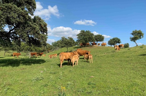 El sector agrario andaluz pide aplazar la aplicación de los ecorregímenes