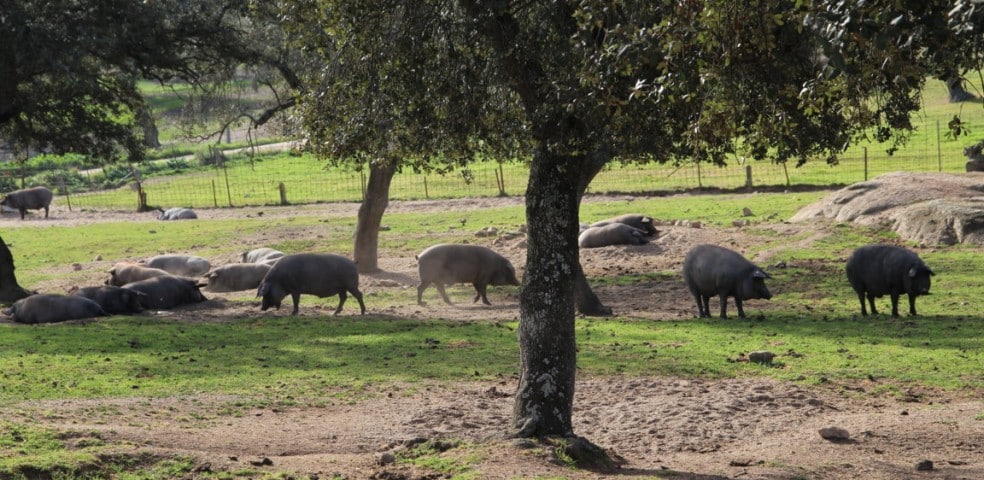 montanero en iberico