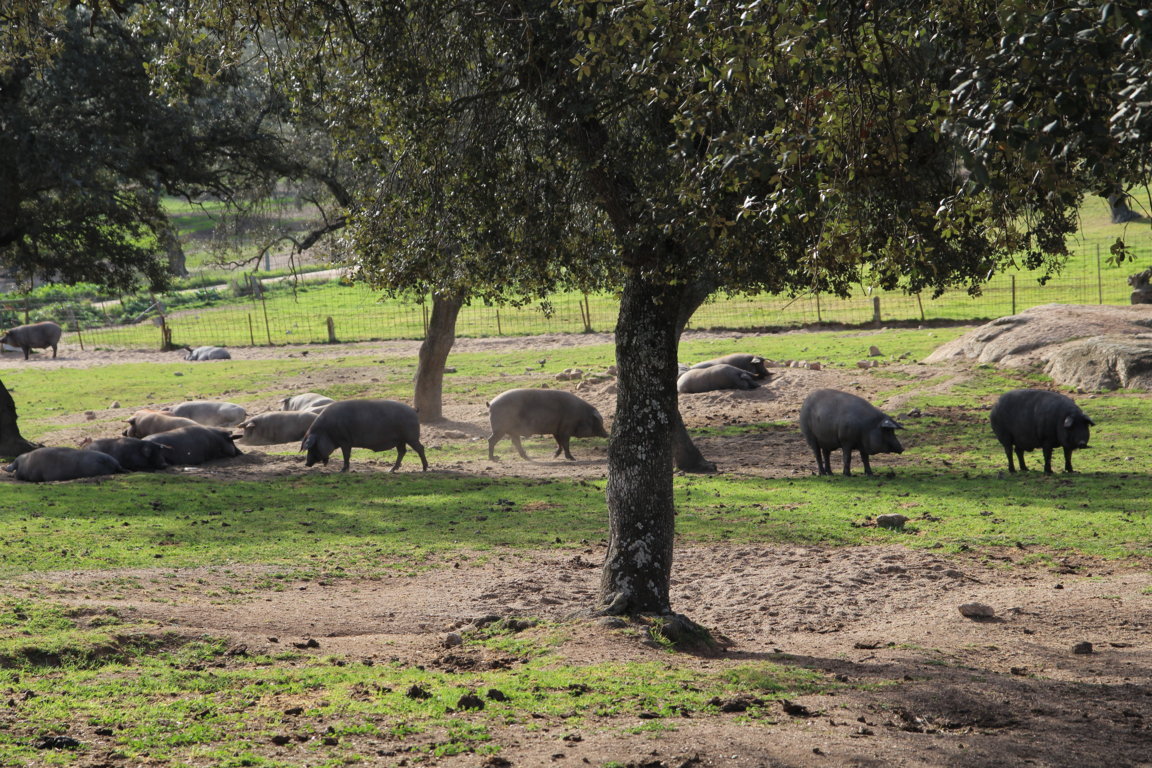 Cooperativas Agro-alimentarias: la montanera está desapareciendo de las comarcas ganaderas andaluzas