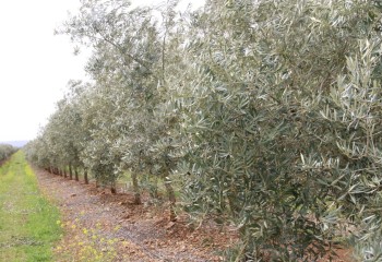 Estrategias alternativas para el manejo del riego del olivar superintensivo