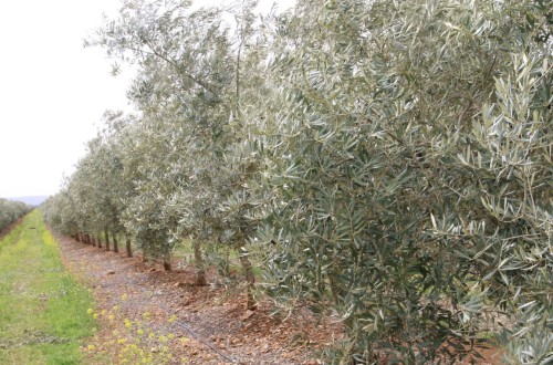 Estrategias alternativas para el manejo del riego del olivar superintensivo