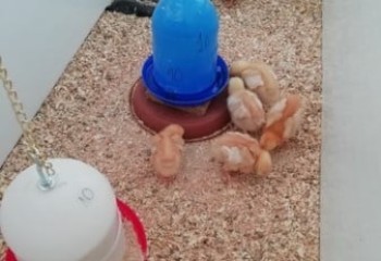 Uso de harina de Tenebrio monitor en el desarrollo de pollos ecológicos durante los primeros 50 días de vida