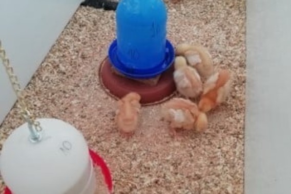 Uso de harina de Tenebrio monitor en el desarrollo de pollos ecológicos durante los primeros 50 días de vida
