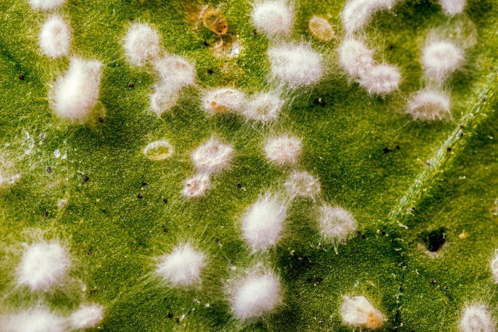 Acaba con el ciclo de vida de la mosca blanca con Mycotal, de Koppert