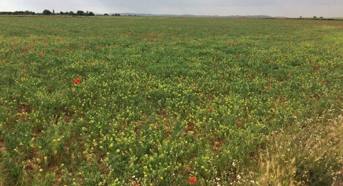 Los agricultores europeos quedan exentos de las normas sobre tierras en barbecho