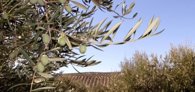 Asaja Córdoba advierte de la crítica situación del olivar debido al retraso de las lluvias