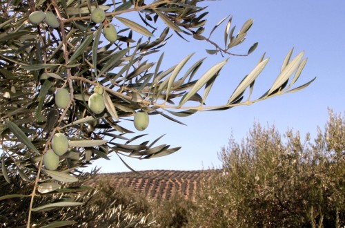 UPA analiza el sector olivarero en los últimos 10 años: la comercialización de aceite va al alza mientras la producción es inestable
