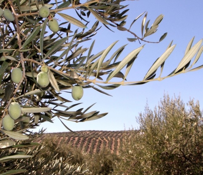 Asaja Córdoba advierte de la crítica situación del olivar debido al retraso de las lluvias