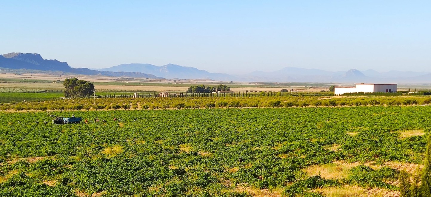 OIV: producción mundial de vino estable en 2022 pese a la sequía y al calor extremo