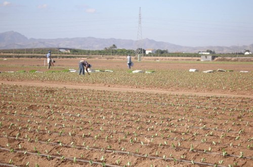 Agricultores murcianos, preocupados por el previsible recorte del trasvase Tajo-Segura que decidirá el Consejo Nacional del Agua