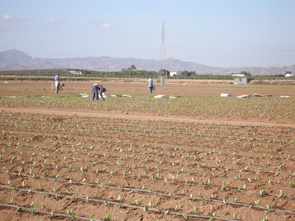 Agricultores murcianos, preocupados por el previsible recorte del trasvase Tajo-Segura que decidirá el Consejo Nacional del Agua